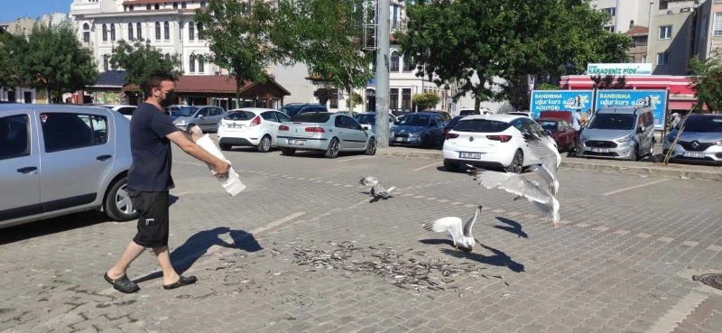 (Özel) Müsilaj en çok martılara yaradı
