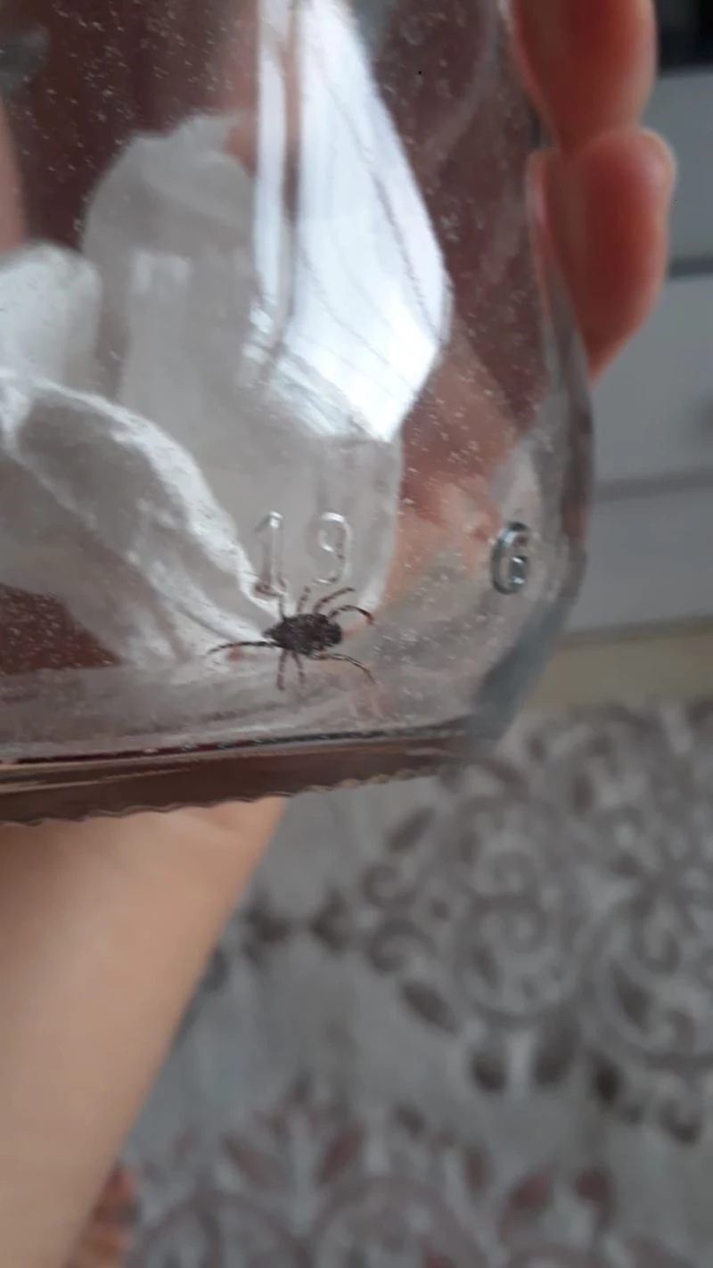 Hastaneye kavanoza koydukları keneyle gittiler
