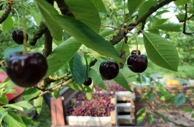 Meşhur Napolyon kirazı dalda kaldı
