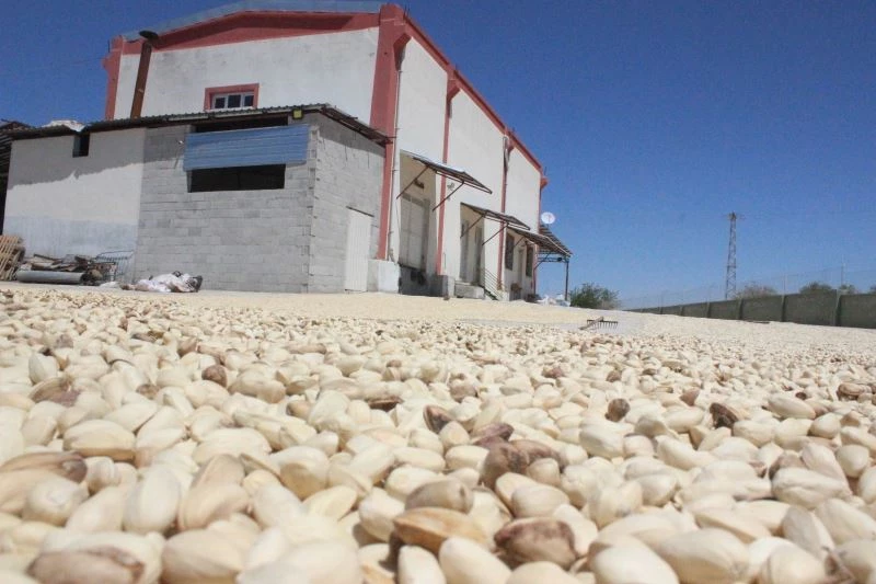 Fıstıklar ayıklanmaya başlandı
