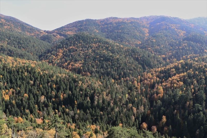 Türkiye’nin en büyük blok ormanlarına girişler yasaklandı

