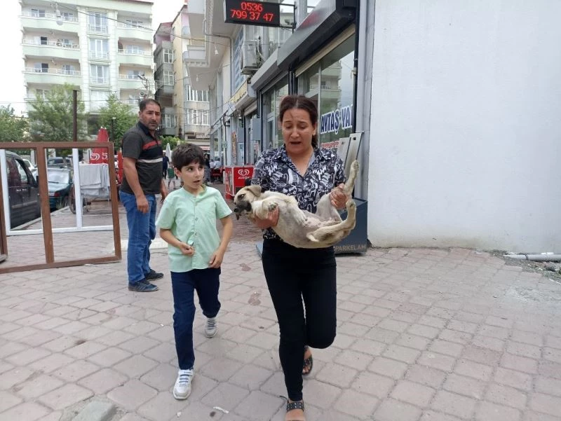 Araba çarpması sonucu yaralanan yavru köpeği kucağına alarak veterinere koşturdu
