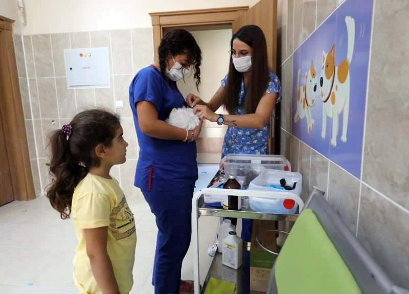 Van Büyükşehir Belediyesi, 6 ayda 147 sokak hayvanını sahiplendirdi

