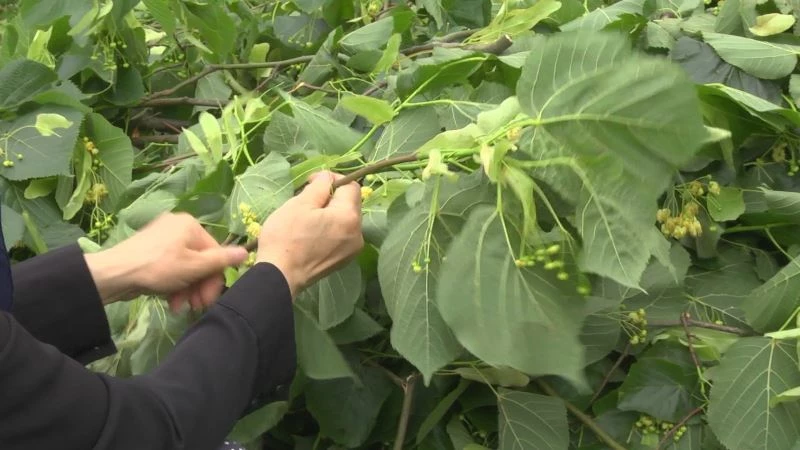 Kilosu 500 lirayı bulan ıhlamurun hasadına başlandı
