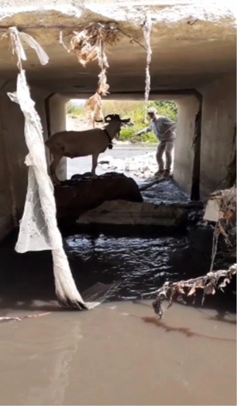 Türk kovboy kaçan kurbanı böyle yakalamaya çalıştı
