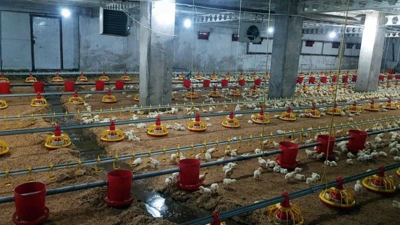 70 bin civcivin bulunduğu çiftliği su bastı
