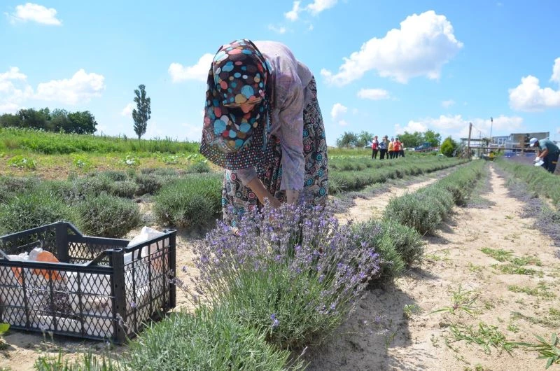 Tarlaların mor gelinliği lavantalar hasat edildi

