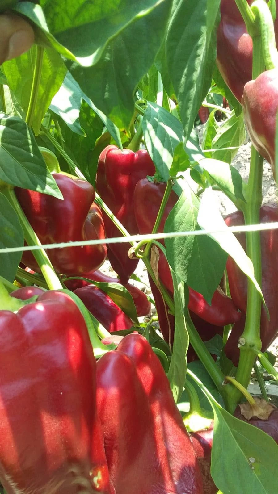 Osmaniye’de Salçalık Biber Satışı Yarın Başlıyor