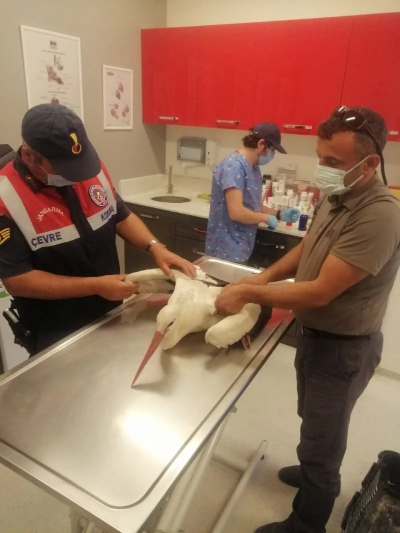 Elektrik çarpan leyleğe jandarma sahip çıktı
