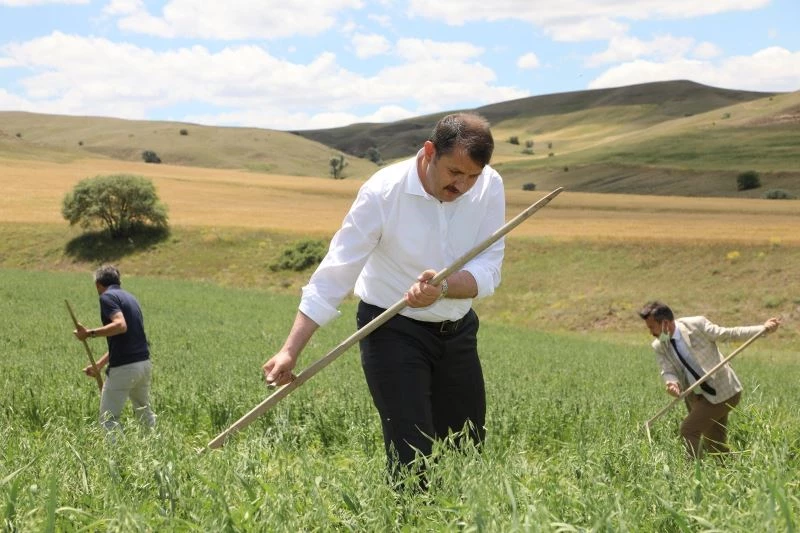 Vali kolları sıvadı, tarlaya girip tırpanla yem bitkisi hasat etti

