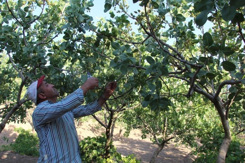 Siirt’te fıstık bahçede yandı, çiftçiler dertli
