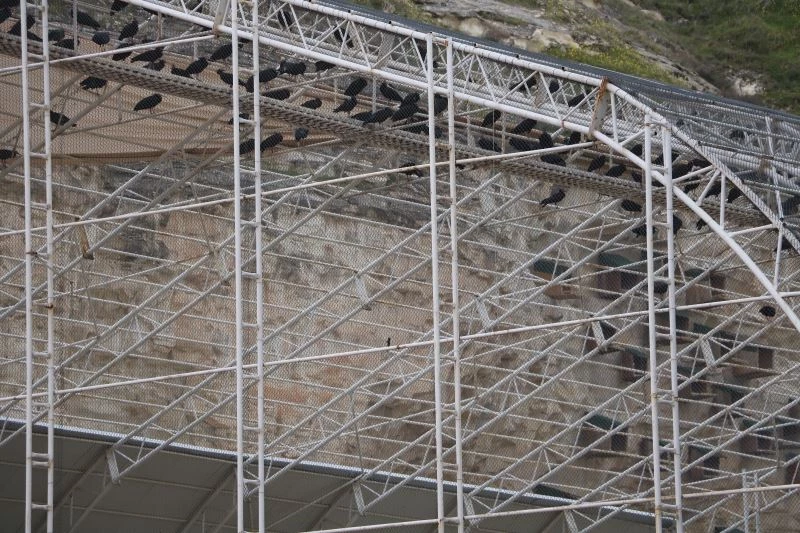 Kelaynak sayısı rekor kırdı
