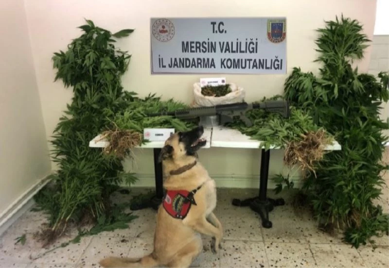 Mersin’de 784 kök kenevir bitkisi ele geçirildi
