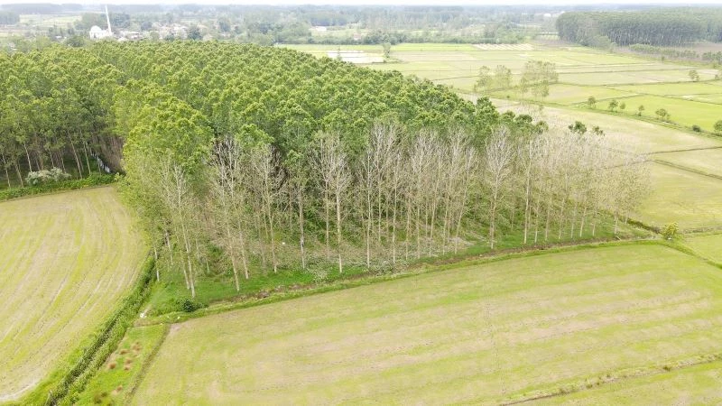 Kavak üretimi tehlikede: Ağaçlar kuruyor
