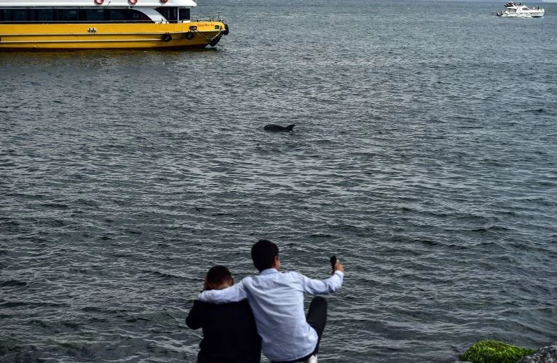 Yunuslar müsilaja rağmen boğaza akın etti
