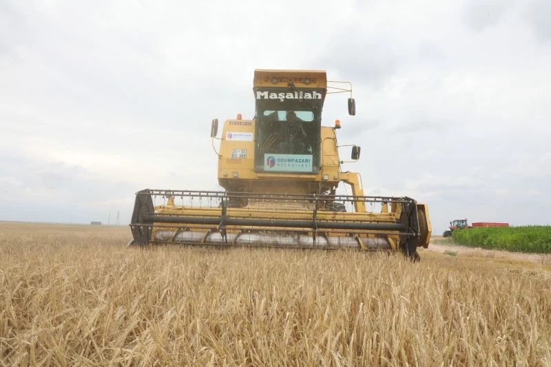 Odunpazarı ilk hasadı Kalkanlı’da yaptı
