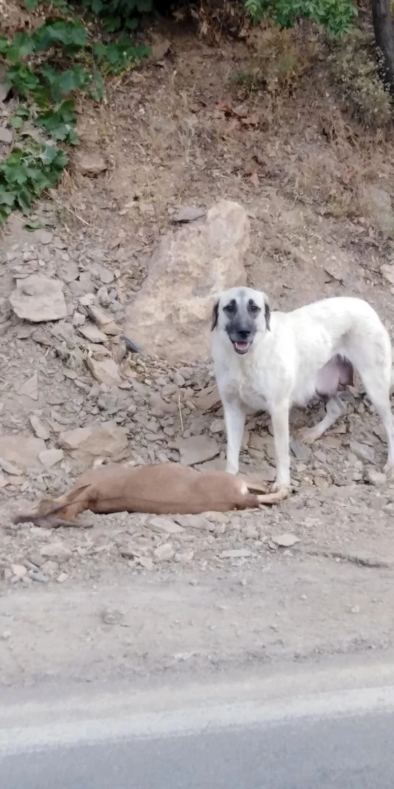 Tunceli’de yaban keçileri şimdi de başıboş köpeklerin hedefinde

