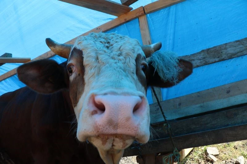 Kurbanlık pazarında sıkı pazarlıklar başladı
