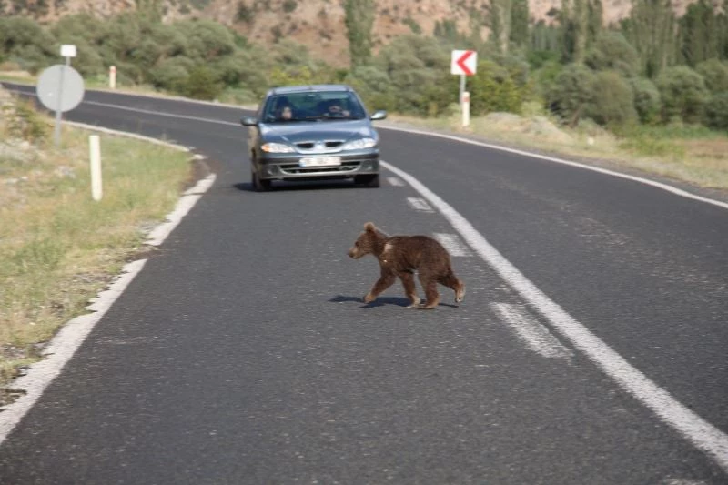 Ayı yavrusu anayolda görüntülendi
