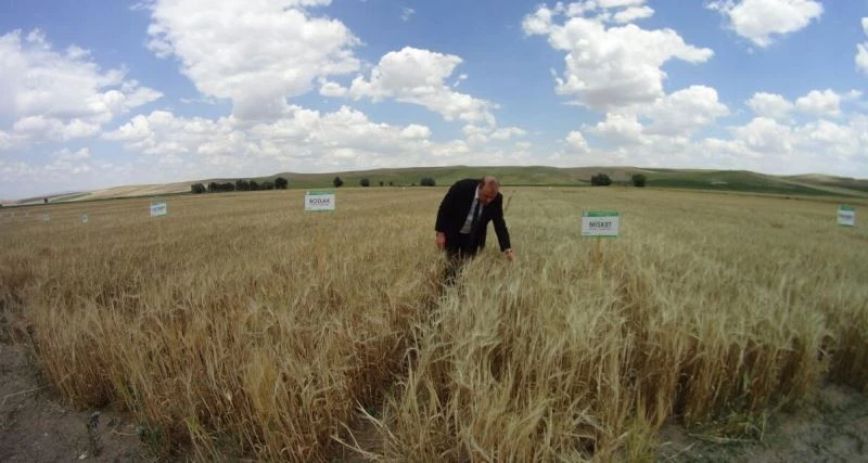 Yozgat’ta milli buğday ve arpa çeşitleri çiftçiye tanıtıldı
