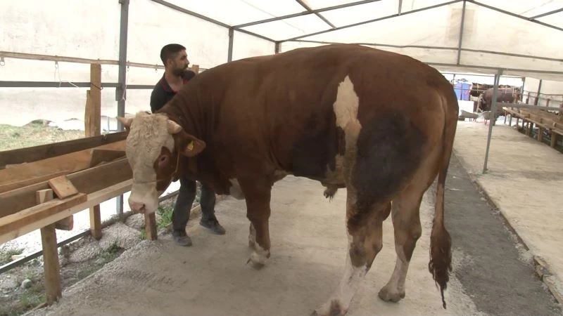 (Özel)- Sultanbeyli’deki kurban pazarının 1 tonluk ’Efe’si alıcısını bekliyor
