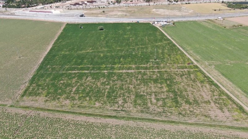 Sivas’ta ilk kez ekilen kenevirler boy verdi
