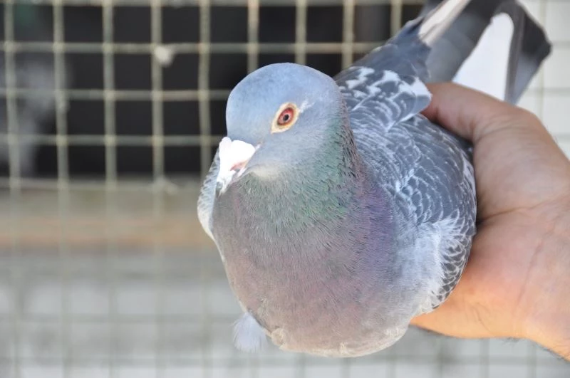 Bulgaristan’dan havalanan posta güvercinleri Kızıltepe’ye ulaştı
