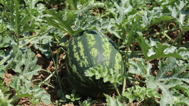 Kandıra karpuzu coğrafi işaret aldı
