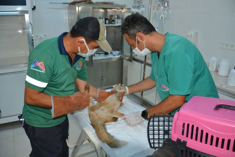 Mersin’de sulama havuzunu düşen tilki ekiplerce kurtarıldı
