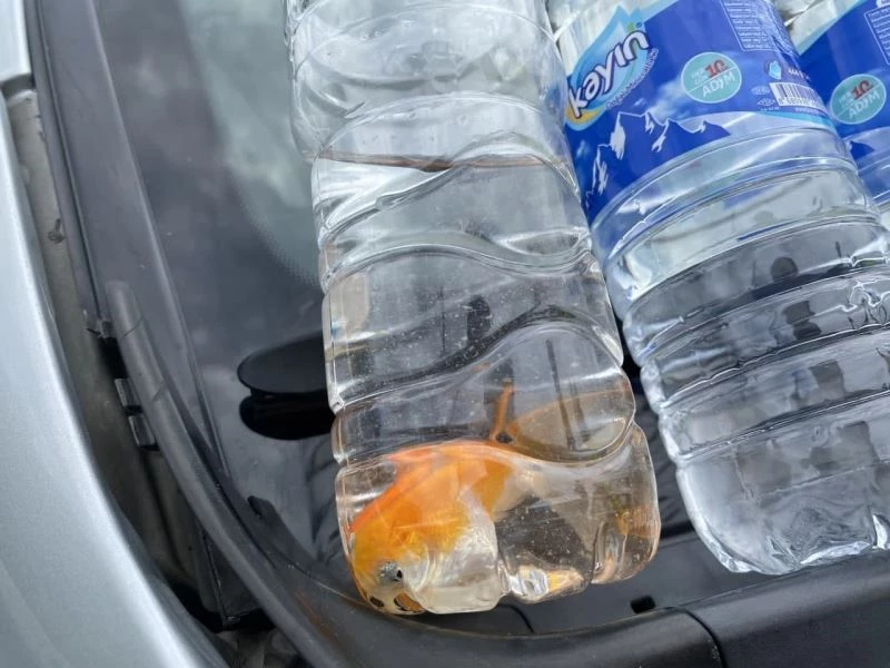 Kazayı unutup balıkları kurtarmanın derdine düştü
