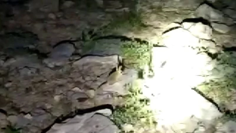 Tunceli’de nesli tükenme tehlikesi altında bulunan Arap tavşanı görüntülendi
