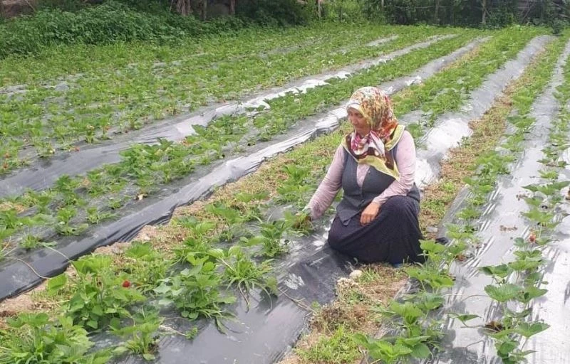 Samsun’da çilek rekoltesi artıyor
