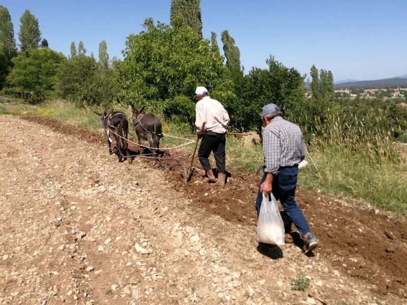 Tohumu atadan, ekimi ananevi
