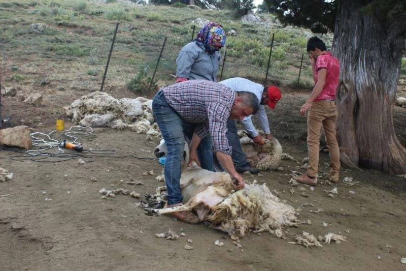 Kötekli Yörüklerinin koyun kırkması şölenle başladı
