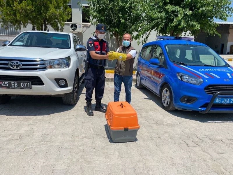 Yaralı kerkeneze jandarma sahip çıktı
