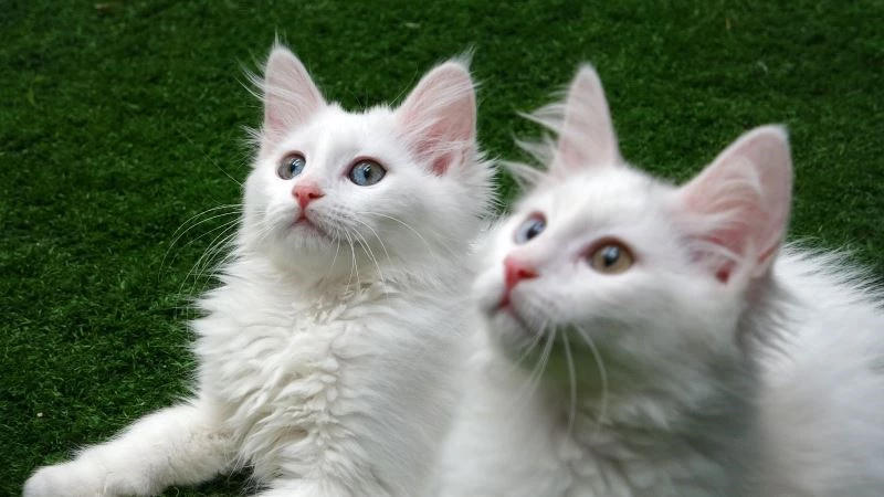 Yavru Van kedilerine sakinleştirici fon müziği terapisi
