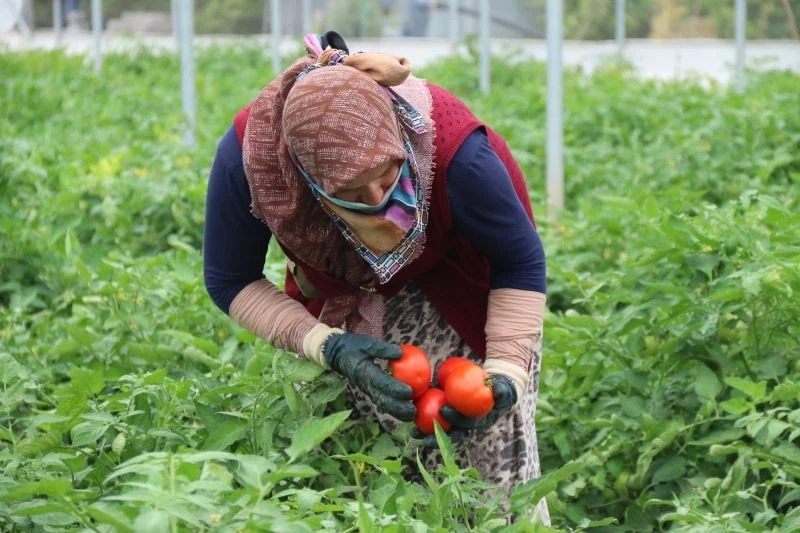 (Özel) Piyasayı rahatlatacak domates tezgaha düştü
