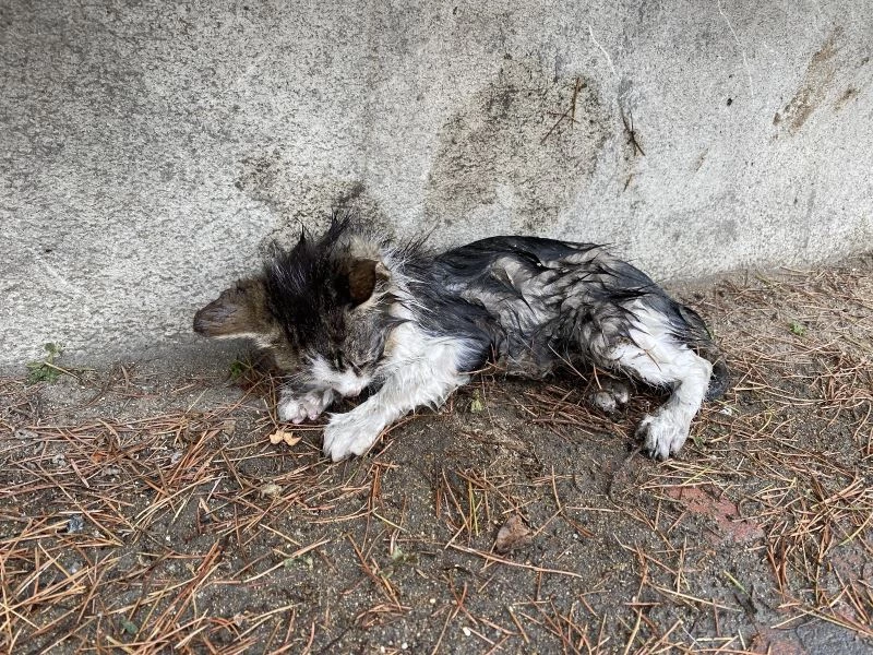 (Özel) Yağmurda sırılsıklam ıslanan yavru kediye belediye sahip çıktı
