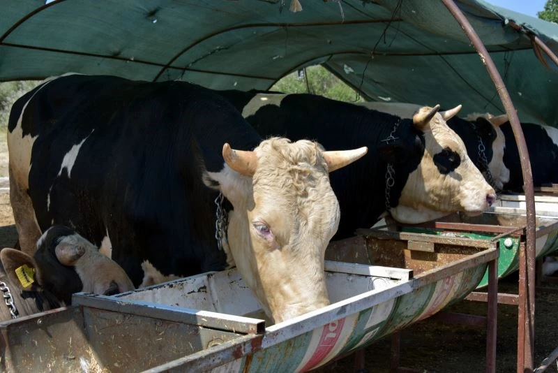Aliağa’da kurbanlıklar alıcılarını bekliyor
