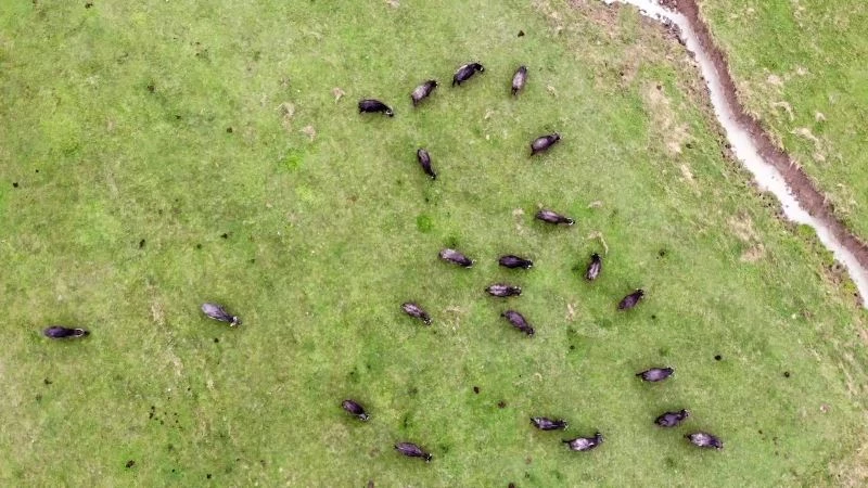 (Özel)Mandalar Kurban Bayramı’nda alıcısını bekliyor
