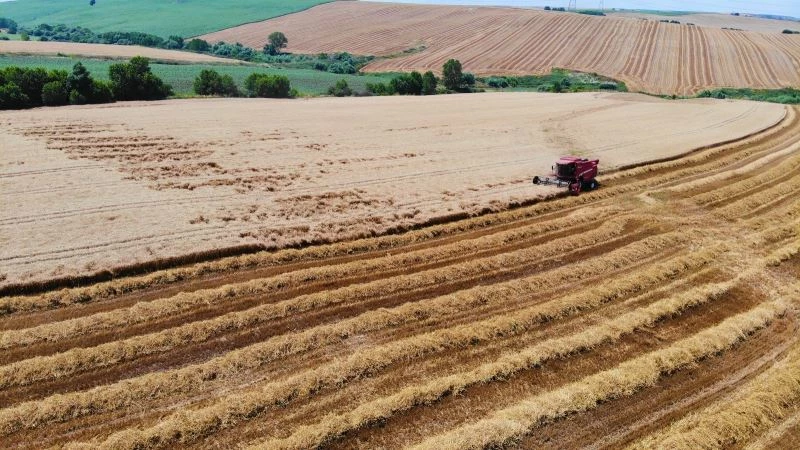 (Özel) Doğuda kuraklık, Trakya’da görülmemiş bolluk

