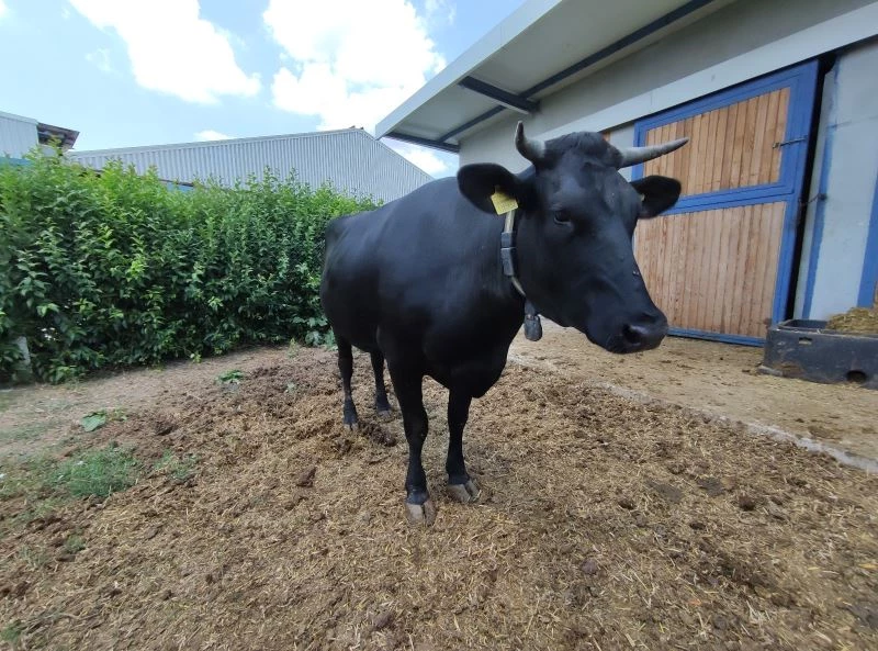 Masaj yaparak büyüttüğü hayvanların kilosunu bin 200 dolardan satıyor
