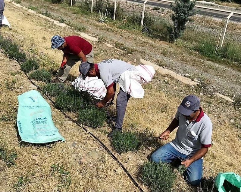 Lavanta bahçesine dönüşen eski çöplükte hasat zamanı
