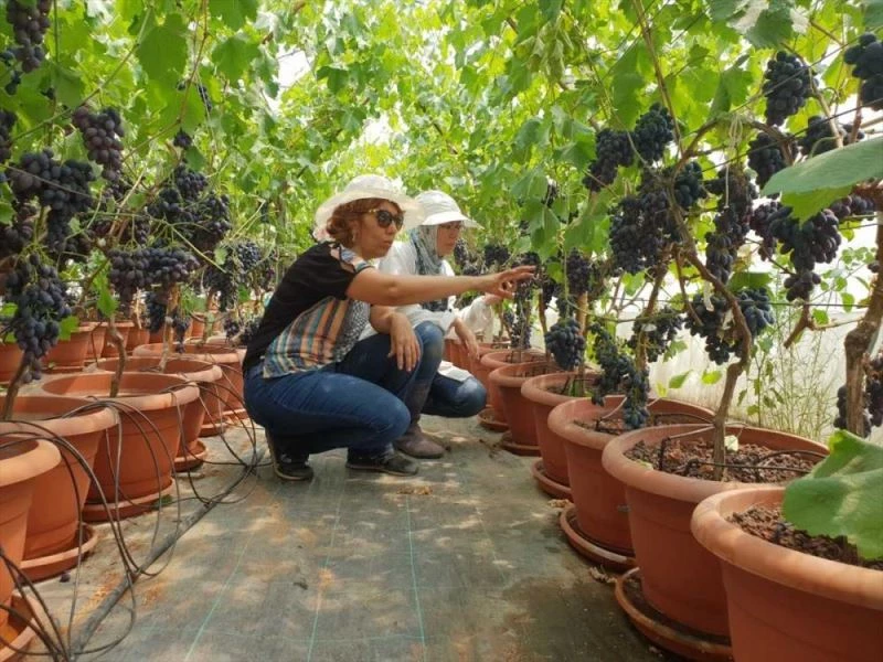 Üniversitede topraksız yetiştirilen üzümler hasat edildi