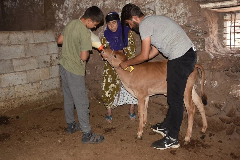İnekler çalındı, yavruları annesiz kaldı

