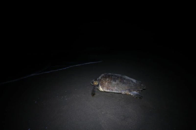 Adana Akyatan Sahili deniz kaplumbağalarına yuva oluyor