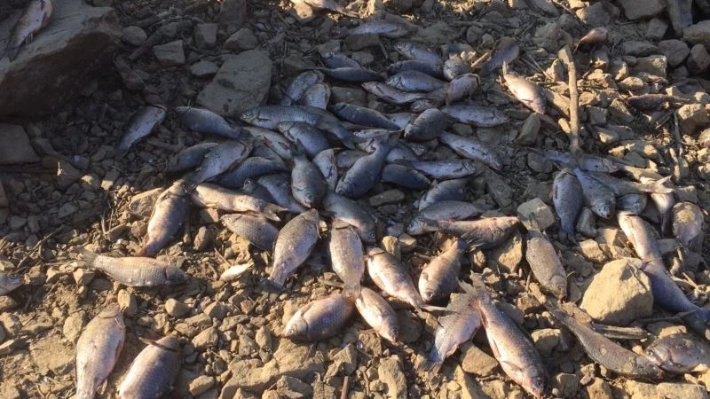 Manisa’da baraj suları tahliye edilince balıklar telef oldu
