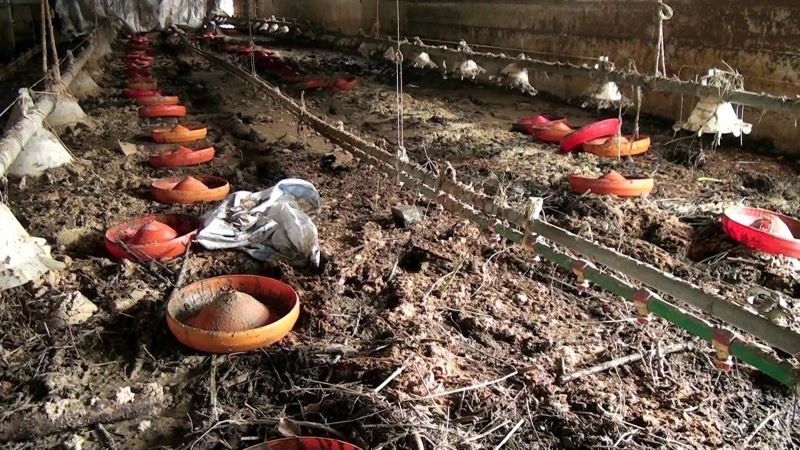 Sel felaketinin vurduğu bölgede 8 bin 800 civciv telef oldu
