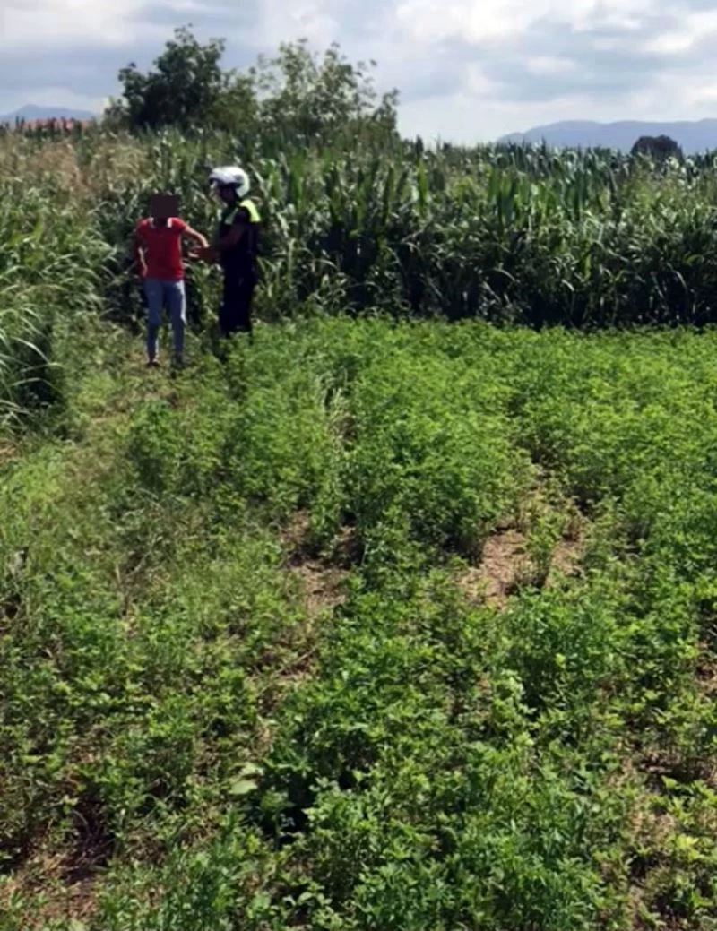 Ehliyetsiz sürücünün polisten kaçışı mısır tarlasında son buldu
