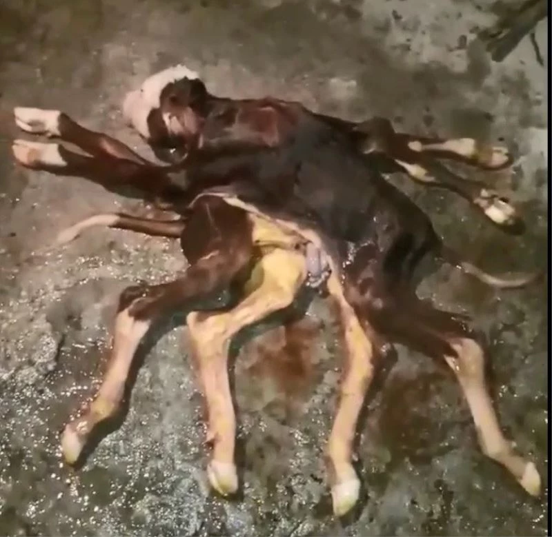 Samsun’da 8 bacaklı, 2 kuyruklu buzağı doğdu
